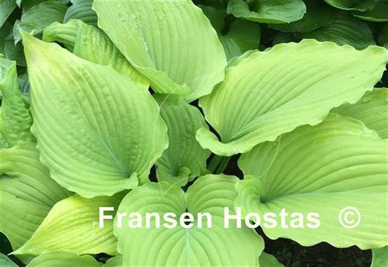 Hosta Colleen Marie